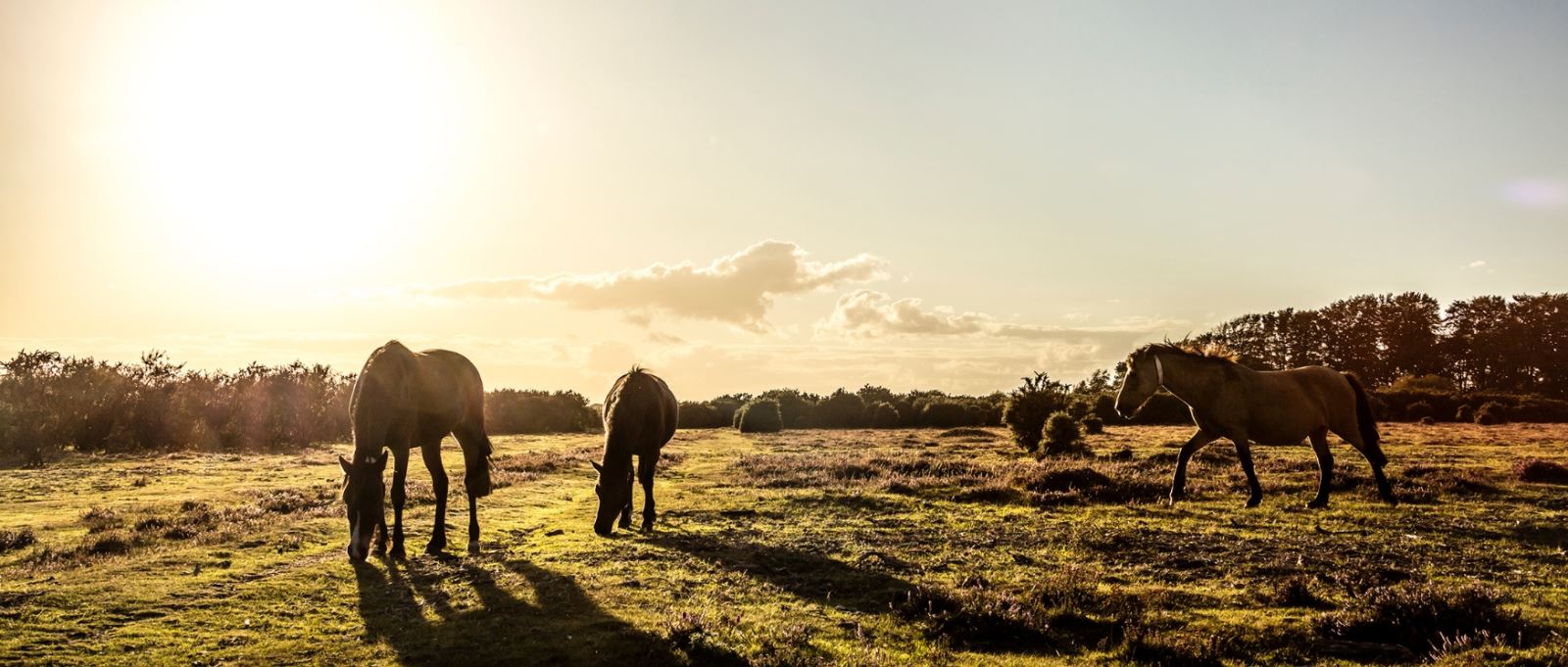 New Forest Ponies silhouettes against the sunshine